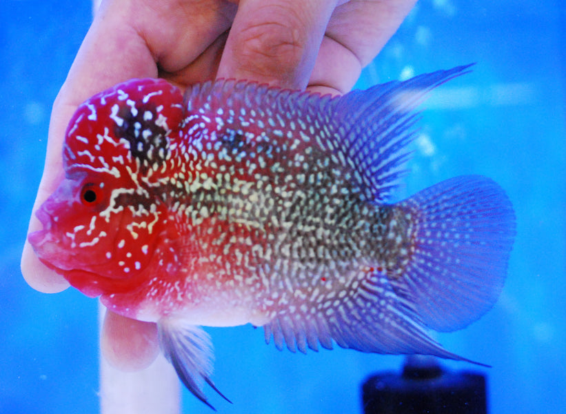 The Ultimate Guide to Flowerhorn Care: Everything You Need to Know