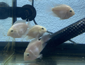 Platinum Parrot Cichlid