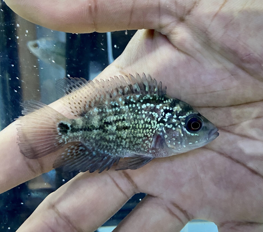 Kamfa Flowerhorn Fry