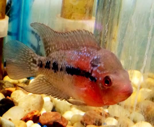 Red Dragon Flowerhorn Fry