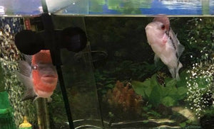 Suction Cup Divider