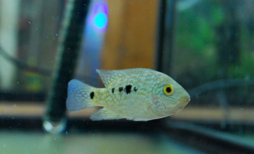 Green Texas Cichlid