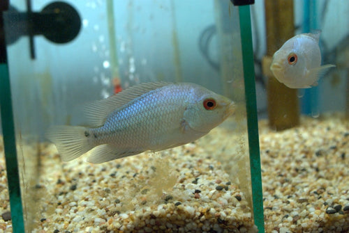 Thai Silk Flowerhorn Fry